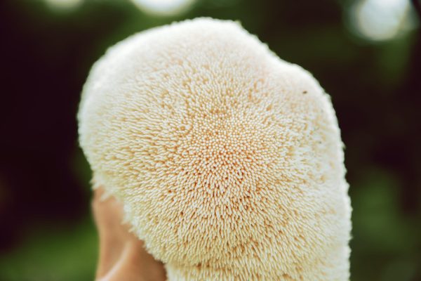 Resasti bradovec v kapsulah,120 kapsul, Gluckspilze - slika 5