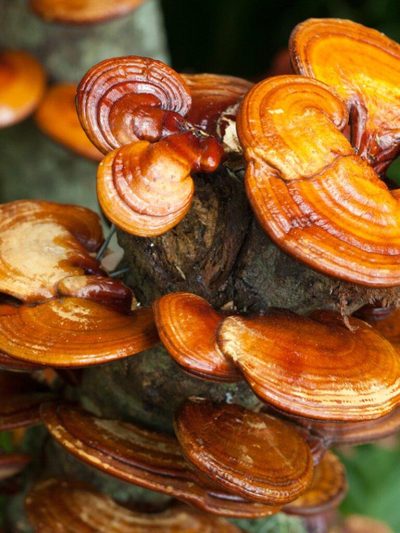 Reishi, Ganoderma lucidum, v kapsulah,120 kapsul, Gluckspilze