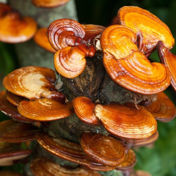 Reishi, Ganoderma lucidum, v kapsulah,120 kapsul, Gluckspilze - slika 2