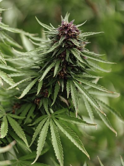 Day Flow – dnevne CBG kapljice za fokus in energijo