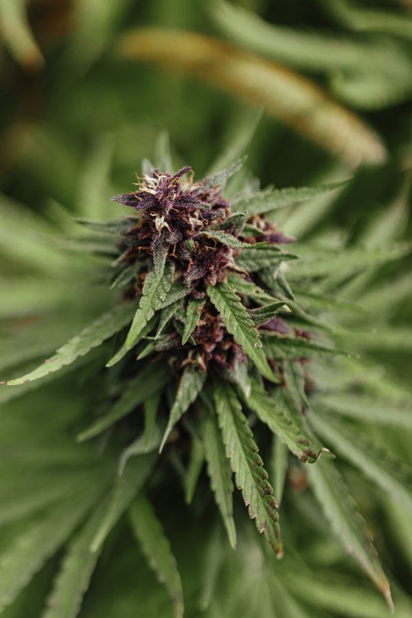 Konopljini CBG Vršički 10g - slika 3