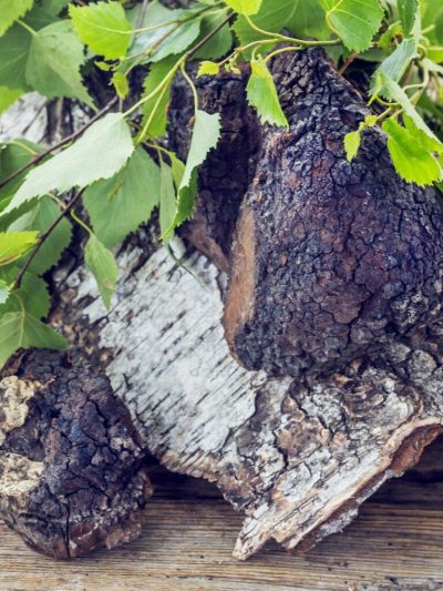 Tinktura Chaga (Inonotus obliquus), brez alkohola, 100ml