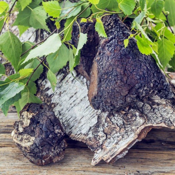 Tinktura Chaga (Inonotus obliquus), brez alkohola, 100ml