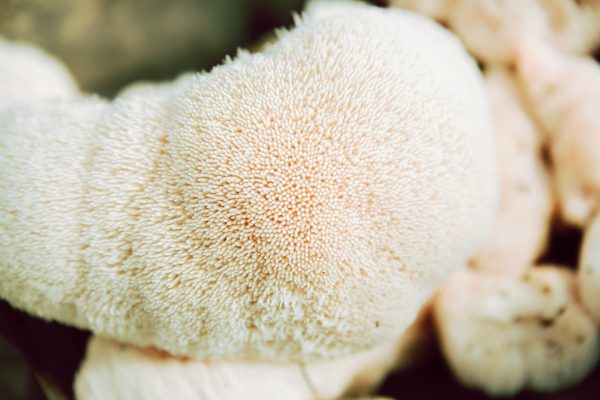 Resasti bradovec v kapsulah,120 kapsul, Gluckspilze - slika 4