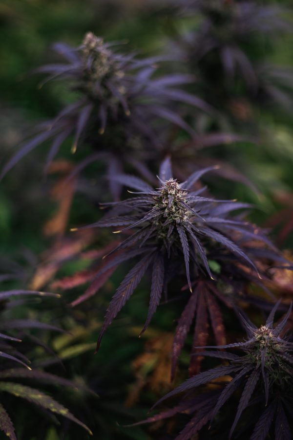 Konopljini CBD Vršički 10g - slika 9