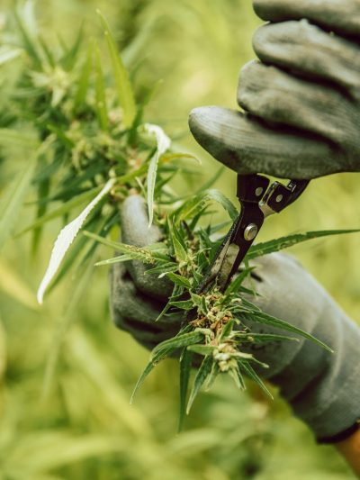 5% CBD konopljine kapljice 20 ml, polni spekter kanabinoidov