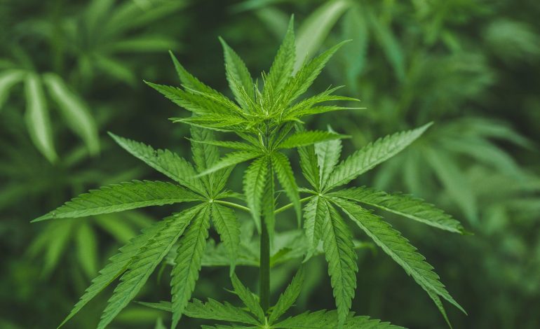 CBD kapljice so odlična alternativa za zdravljenje bolezenskih težav