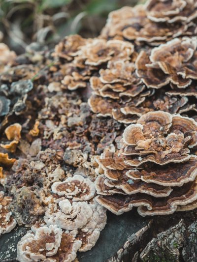 Tinktura Pisana ploskocevka (trametes versicolor), brez alkohola, 100ml